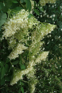 Delicate White Elderflower Blossoms in Spring
