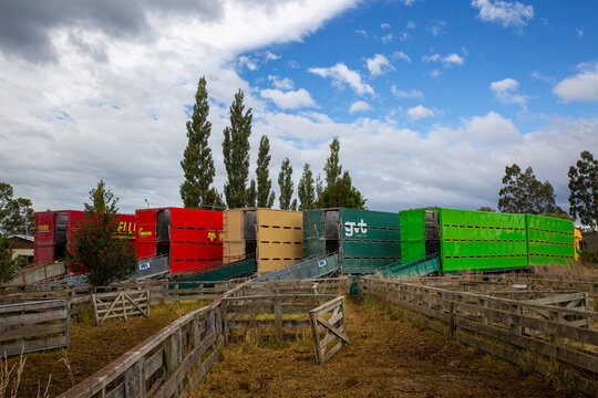 Sheffield, Canterbury, New Zealand, 13 February 2026: Livestock trucks lined up at the saleyards ready to load sheep for transit to farms