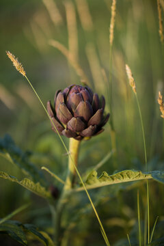Organic Purple Artichoke Bud Growing in a Natural Garden Setting