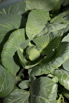 Close-up of a healthy green cabbage plant growing in a garden