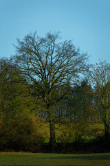 Fototapeta premium trees in the park