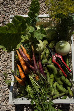 Vibrant Freshly Picked Organic Vegetables and Garden Shears in a Crate After Harvest