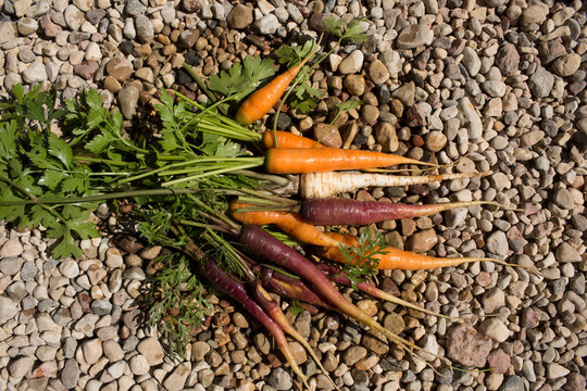 Freshly Harvested Organic Rainbow Carrots on Stones
