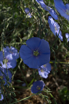 Vibrant Blue Flax Flowers Blooming in a Sunny Summer Field