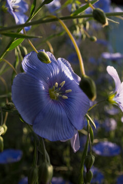 Close-up of Delicate Blue Flax Flower in Sunlight