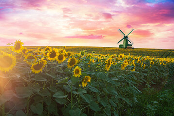 Windmill behind sunflower field at sunset, nostalgic rural scene with warm lens flare, long rows of golden faces turning