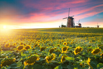 Sunflower blooms under clear sky. Vivid sunflower blossoms facing bright midday sun against pristine blue sky atmosphere