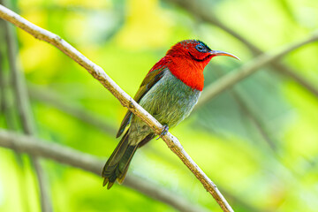   Sunbird sucks nectar in Viet Nam © Tran Tam 