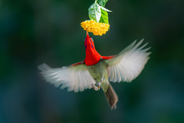   Sunbird sucks nectar in Viet Nam © Tran Tam 