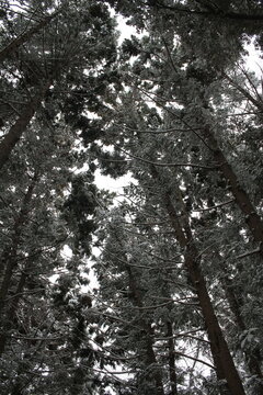 Low angle view of towering snow-covered red pine trees against a white sky in Japan