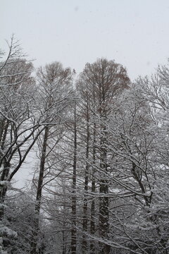 Towering deciduous trees covered in fresh snow against a gray winter sky in Japan