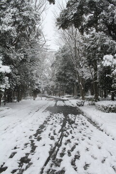 Quiet snowy path with a lonely bench in a winter public park in Japan