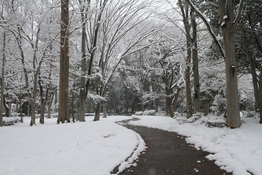 Winding tire tracks on a snowy road through a silent winter forest in Japan