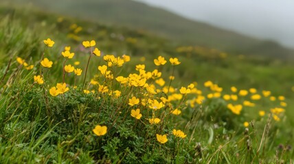 Obraz premium Vibrant Yellow Wildflowers Blooming in a Lush Meadow Under a Soft Overcast Sky