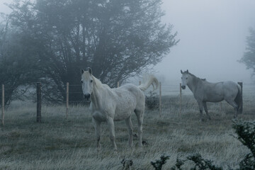 Torres del Paine, Chile: Dramatic view of horses in the field near Torres del Paine National Park of Patagonia in Chile