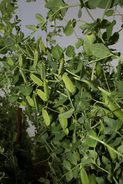 Green Pea Pods Ripening on a Climbing Vine in the Garden