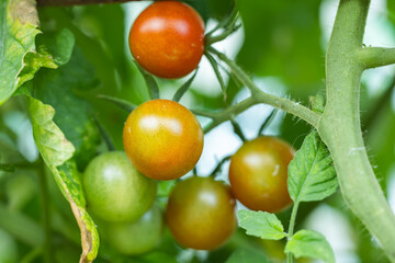 Green tomatoes on a branch. close up