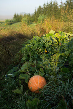 Large Orange Pumpkin Growing on a Vine in a Green Field