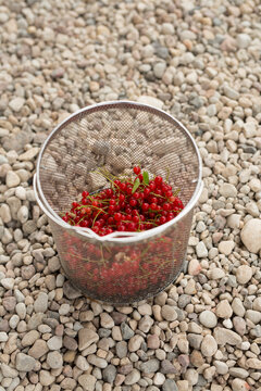 Freshly picked red currants in a metal sieve on a natural stone background