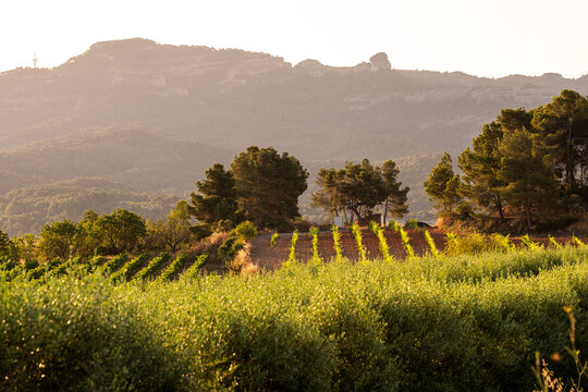 Vineyard landscape where agriculture rows and trees frame mountains at sunset across countryside rural Terra Alta Catalonia Spain