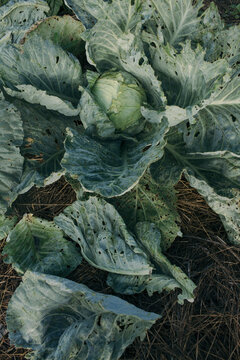 Organic Green Cabbage Head with Textured Leaves Growing in a Field
