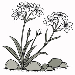 An elegant line drawing of two flowers growing seed.