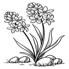 An elegant line drawing of two flowers growing seed.