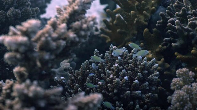 A group of small, iridescent blue-green fish swims closely around a network of branching stony corals in the Red Sea.