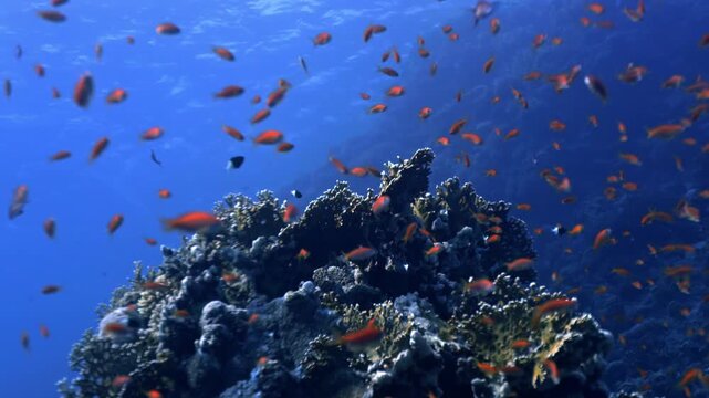 Massive school of Sea Goldies (Pseudanthias squamipinnis), a species of Lyretail Anthias that serves as a vibrant icon of the Red Sea near Hurghada.