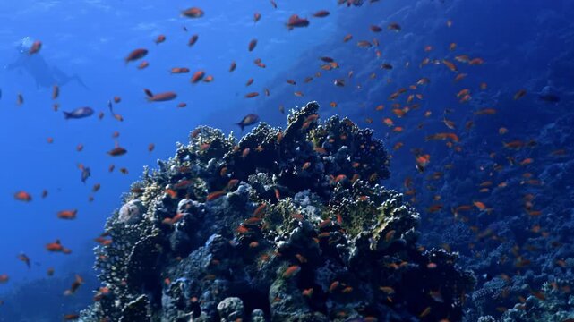 Massive school of Sea Goldies (Pseudanthias squamipinnis), a species of Lyretail Anthias that serves as a vibrant icon of the Red Sea .