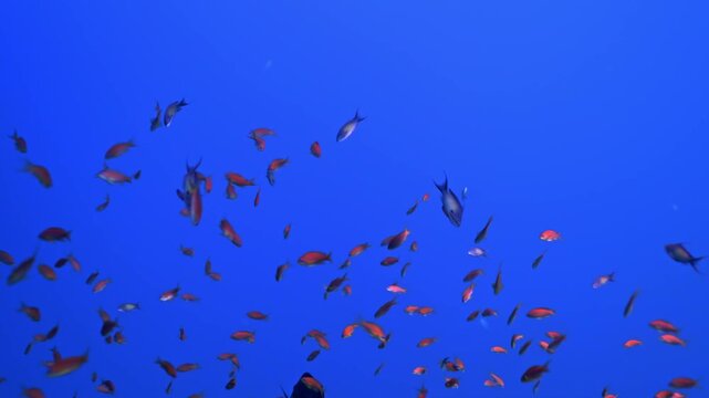 Vibrant school of Lyretail Anthias (Pseudanthias squamipinnis), also known as Sea Goldies, captured in the open water column of the Red Sea.