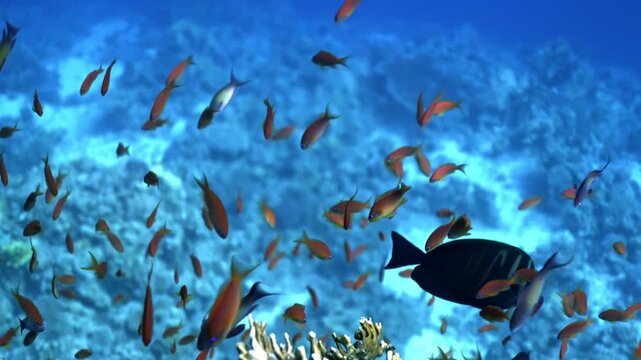 Massive school of Lyretail Anthias (Pseudanthias squamipinnis), locally known as "Sea Goldies," which are endemic of the Red Sea.