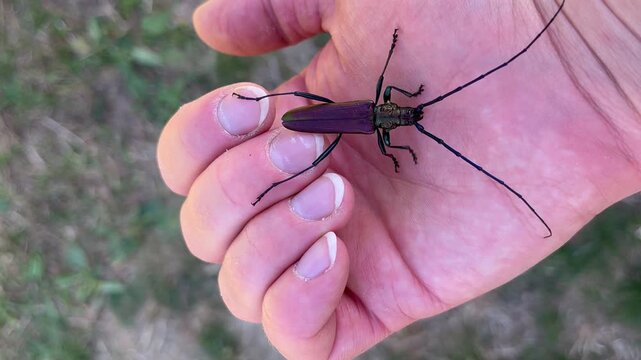 Close-up footage of a musk beetle (Aromia moschata) crawling on a human hand. Detailed view of long antennae, metallic body and insect movement, ideal for nature, entomology and macro concepts.