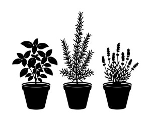 Obraz premium Potted kitchen herbs black silhouette icons set: Basil, Rosemary, and Lavender