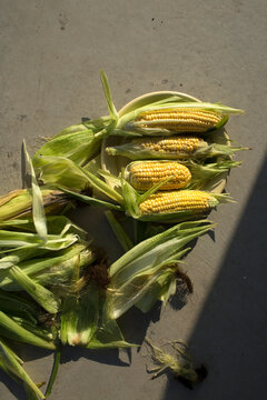 Freshly picked sweet corn on the cob on a grey concrete ground at a homestead