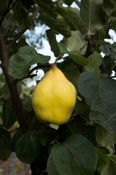 Single yellow quince fruit (Cydonia) ripening on a tree branch in orchard
