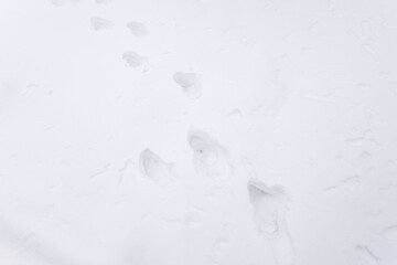 Winter trail covered with snowflakes. Snowy path winter design. Footpath in cold landscape.