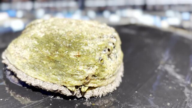 Funny droopy eyes of South African abalone atop black plastic outside water