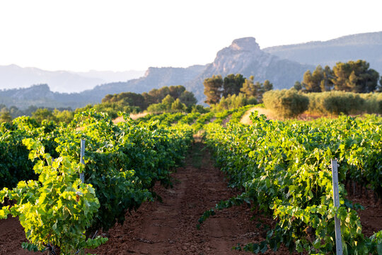 Vineyard scene of vines and rows in an agriculture landscape using perspective across greenery soil and countryside in Terra Alta Catalonia Spain