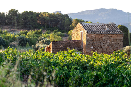 Vineyard landscape pairing agriculture with a stone cottage and rural vines for countryside farm character in Terra Alta Catalonia Spain