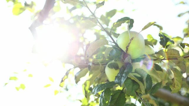 Green apples hang from a leafy branch in an orchard. Sunlight filters through the leaves, creating a bright scene. It is late summer, and the apples are ready for harvest.