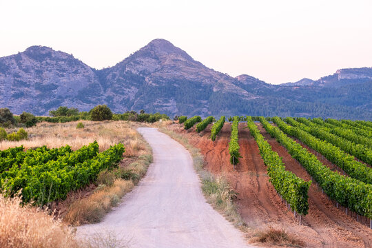 Vineyard landscape where agriculture meets a road and path past vines and rows toward mountains and countryside in Terra Alta Catalonia Spain
