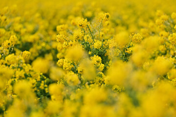 黄色い菜の花