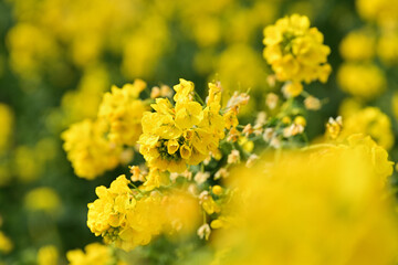 黄色い菜の花