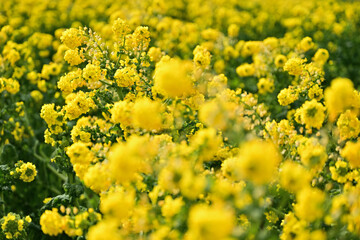 黄色い菜の花