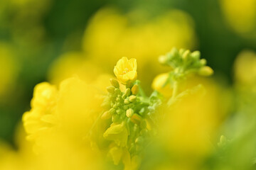 黄色い菜の花