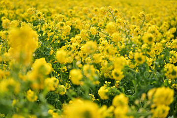 黄色い菜の花