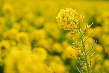 黄色い菜の花
