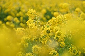 黄色い菜の花