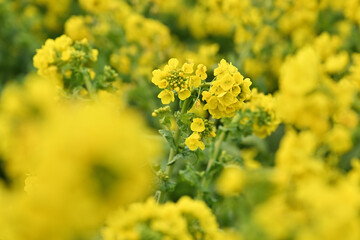 黄色い菜の花